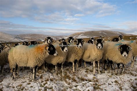 Hutchinson Photography - Images of Agriculture and Rural Life | Swaledale sheep in snow on ...