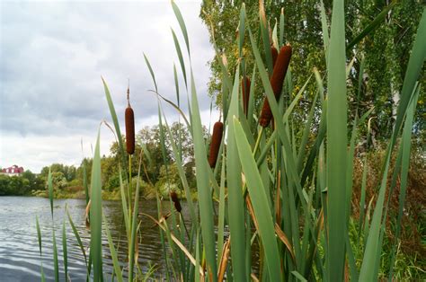 The 20 Most Common Plants That Live in Rivers and Streams