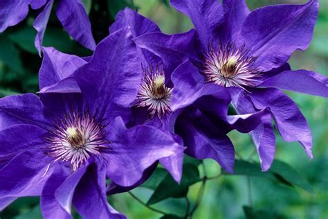 Clematis Flower Meaning | Best Flower Site