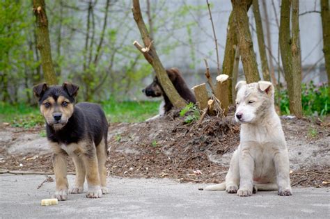 Chernobyl’s stray dogs are bound for new homes in the US - Bellona.org