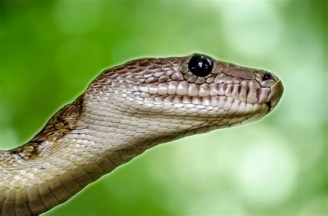 Animal - Snake Free Stock Photo - Public Domain Pictures