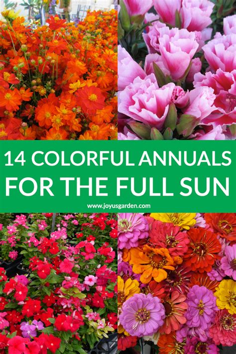 28 Full Sun Annuals