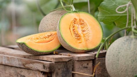 Cantaloupe-Melone: Nutzen für die Gesundheit und Nährwertangaben - Tech News