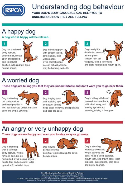 How To Read and Understand Dog Behaviour