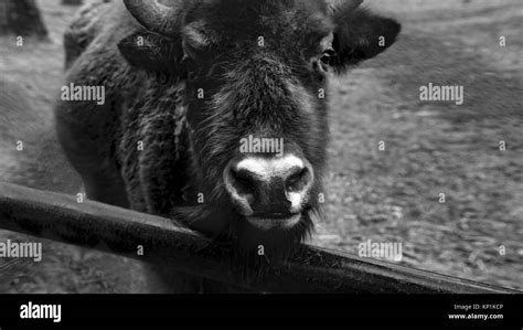 Zubron - hybrid of domestic cattle and european bison - Monochrome ...