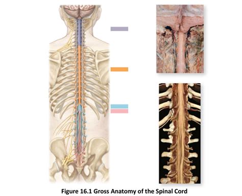 Gross Anatomy of Spinal Cord Diagram | Quizlet