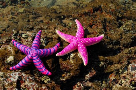 Starfish belong to a group of marine animals called echinoderms and it is not actually fish ...