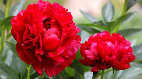 21 Red Peony Varieties For Bold Color in Your Flower Garden