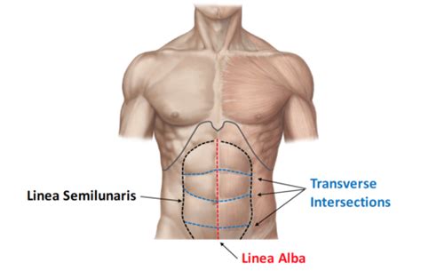 ANAT 316: Lecture 15 - Intro to the Abdomen Flashcards | Quizlet