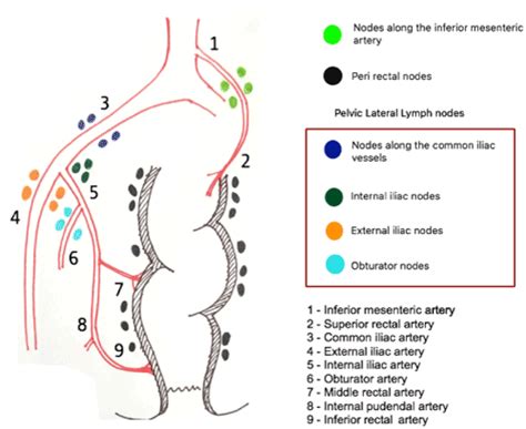 Where Do Inguinal Lymph Nodes Drain - Best Drain Photos Primagem.Org