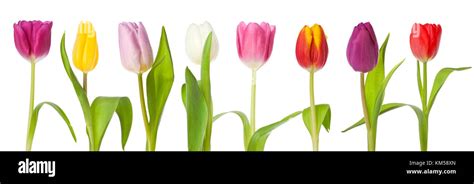 Row of tulips in various color isolated on white background Stock Photo - Alamy