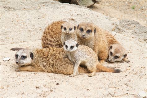 Meerkat Pups at Memphis Zoo - Animal Fact Guide