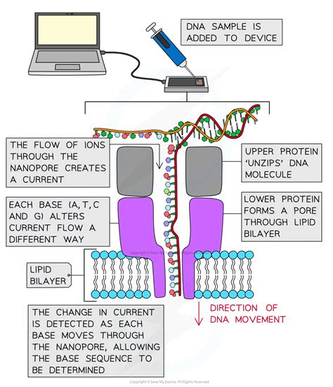 Scaling Nanopore Sequencing - vrogue.co