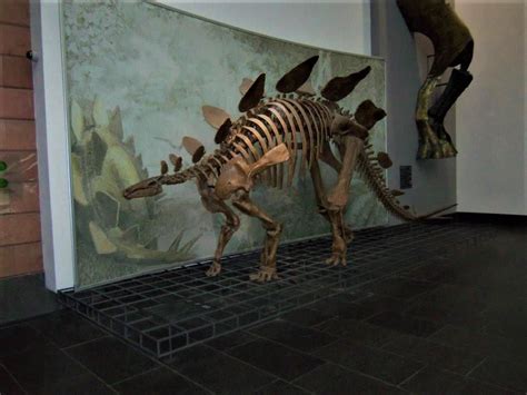 Senckenberg Museum Frankfurt, Germany - Accessible Travels & Vacations