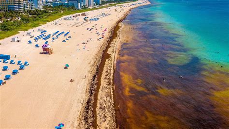 Sargassum Seaweed Invades Caribbean, South Florida Beaches - Videos ...