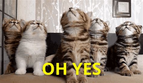 The Cats Confirm Oh Yes GIF - Tenor GIF Keyboard - Bring Personality To Your Conversations | Say ...