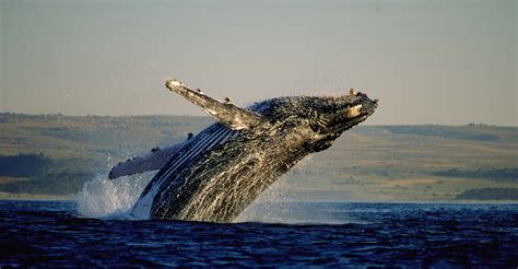 Whale Watching, Hermanus - The Expedition Project