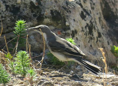 Bird & Travel Photos, Birding Sites, Bird Information: CAPE WAGTAIL EATING AN INSECT, ROOI-ELS ...