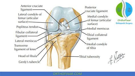 Cruciform Ligament