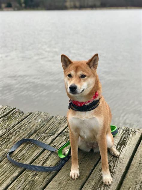 18 Utterly Gorgeous Shiba Inu Mixes You Need In Your Life - Page 2 of 6 - PetPress