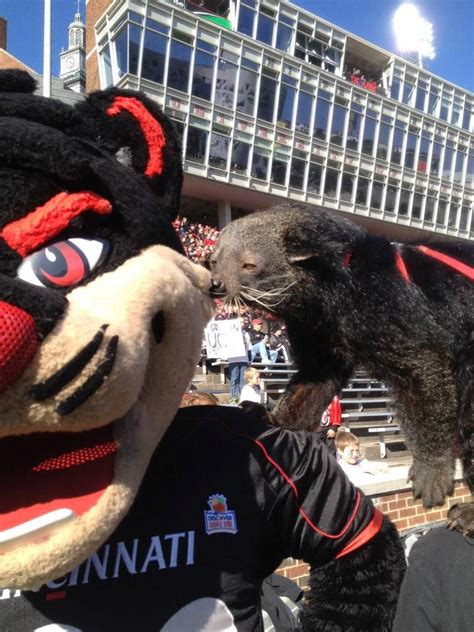 Cincinnati Bearcats: the Bearcat mascot poses with live mascot Lucy ...