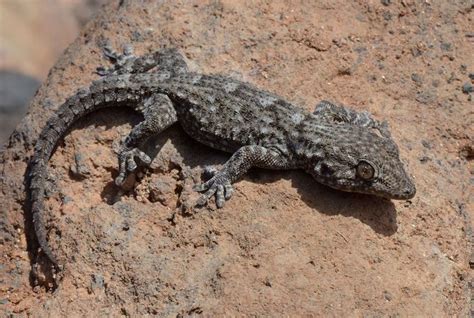 Tenerife gecko - (Tarentola delalandii) llamado perenquén, es una salmanquesa endémica de las ...