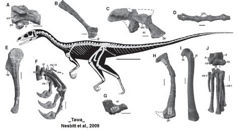 Variety of Life: Theropoda