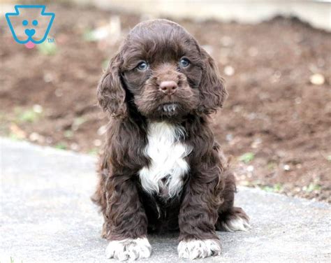 Spaniel Puppies For Sale, Tiny Puppies, Cute Puppies, Cute Dogs ...