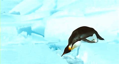 Sometimes penguins feel like they’re stuck in a rut. | Community Post: 18 Penguins Falling Over ...