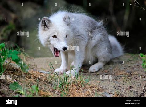 Arctic Fox, North America, (Alopex lagopus Stock Photo - Alamy