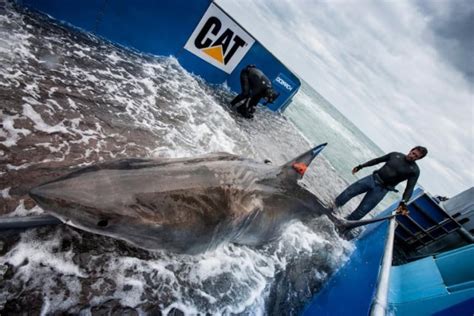 Nova Scotia waters may be great white shark mating hotspot | CBC News