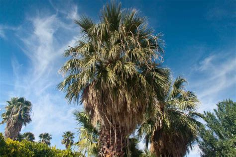 How to Grow Washingtonia filifera (California Fan Palm)