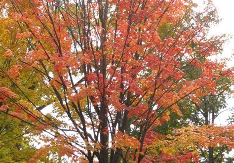 Fall Maple – Tree Pictures BLog