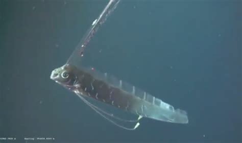 Deep-sea Giant Oarfish Seen on Video for the First Time | OutdoorHub