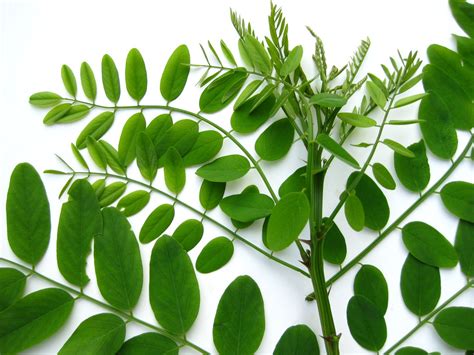 Robinia pseudoacacia - Black Locust leaves | Virens (Latin for greening) | Flickr