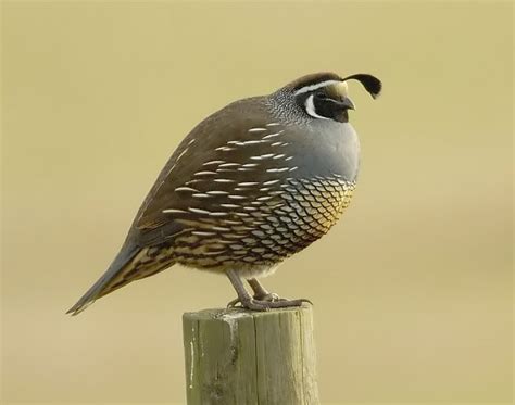 File:California quail.jpg - Wikimedia Commons