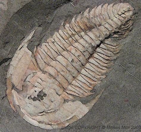 Trilobite Fossil by Paleontology on DeviantArt