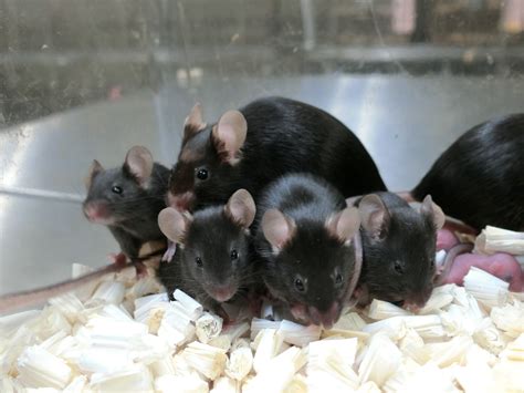 Pioneering space reproduction research yields healthy baby mice | Reuters