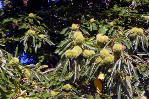 Free photo: Sweet Chestnuts on tree - Autumn, Chestnuts, Suffolk - Free Download - Jooinn