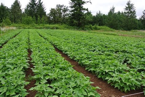 Beans Planting, Growing, and Harvesting Beans Growing Green Beans Share: Rate this Article ...