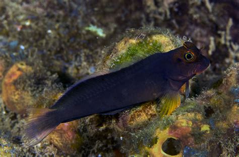 Blenny Fish Species Profile