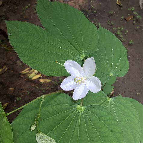 Mandaram Flower | Bauhinia acuminata