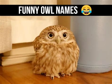 100+ Funny Owl Names [Wise, Witty & Cute Naming Inspiration]