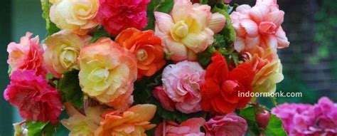 Tuberous Begonia - How To Grow & Propagate Tuberous Begonias? - Indoor Monk