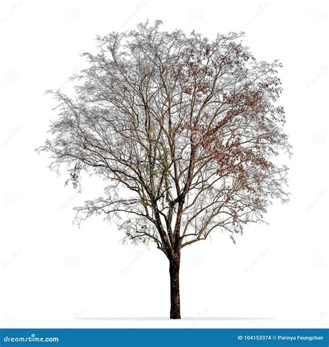 Leafless Tree Photo Isolated on White Stock Photo - Image of season, bare: 104153374