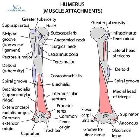 Humerus Anatomy : Bony Landmarks & Muscle Attachment » How To Relief ...