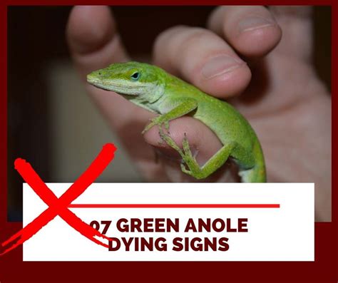 07 Green Anole Dying Signs | Read It Before too Late