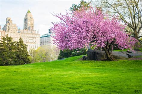 Cherry Blossom in Central Park, a wonderful burst of color! | Architectural Visits