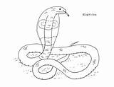 King Cobra Coloring Page By Mama Draw It  TPT sketch template