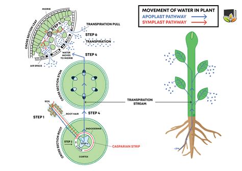 Osmosis In Plants Diagram